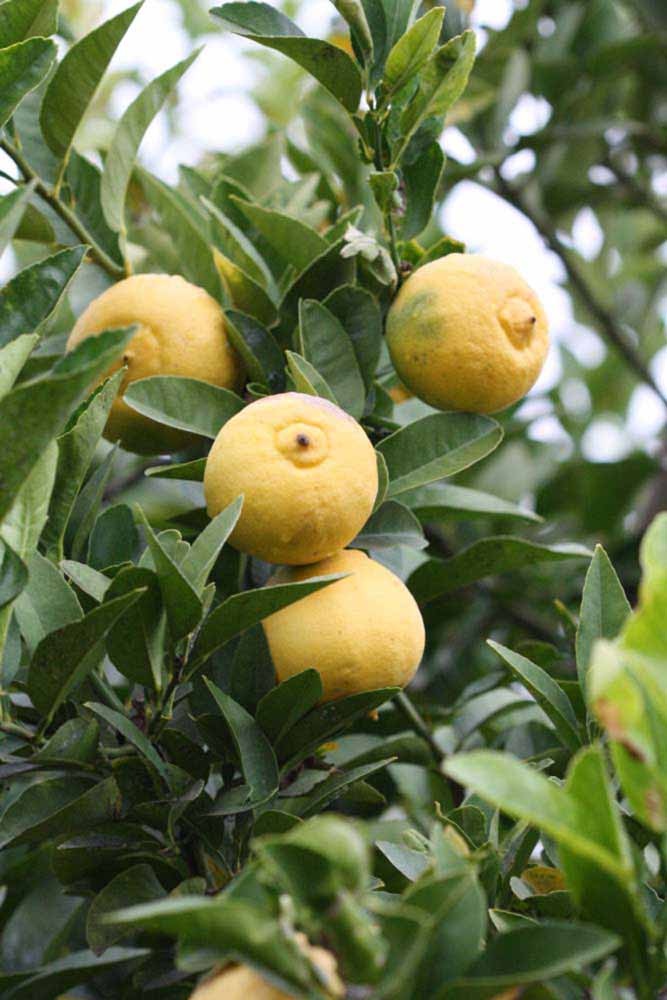              Fruit (Riverside, CA)       